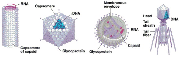 Animal viruses Homework Help Assignment Help Classification of virus